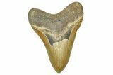 Serrated, Fossil Megalodon Tooth - North Carolina #370211-1